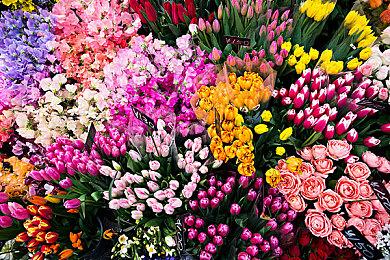 《宝可梦：朱＆紫》1.2版本上线 修复游戏崩溃问题